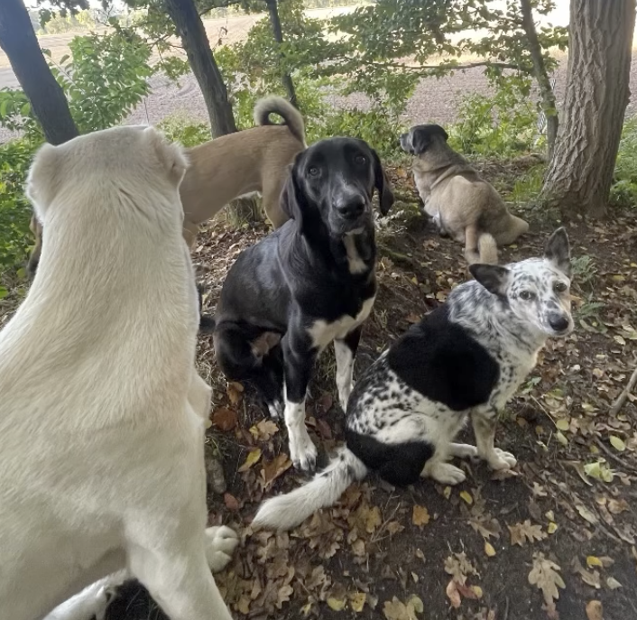 💔 Von der Diagnose zur Entscheidung: Der Weg unserer Bailey und ein ehrliches Wort zum Tierschutz